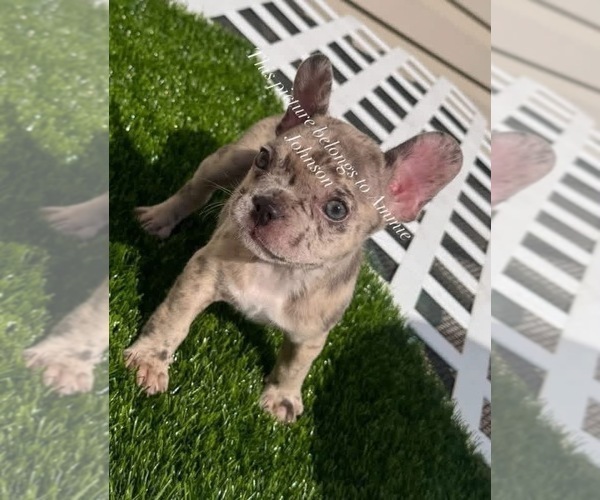 Medium Photo #11 French Bulldog Puppy For Sale in PRINCETON, WV, USA