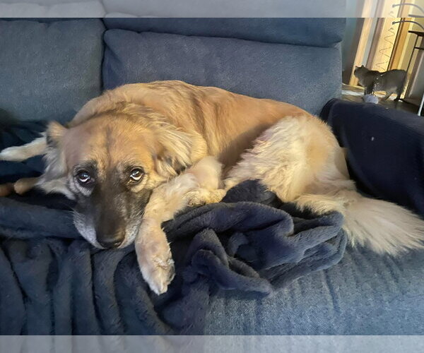 Medium Photo #7 Golden Retriever-Unknown Mix Puppy For Sale in Germantown, OH, USA