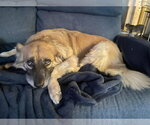 Small #6 Golden Retriever Mix