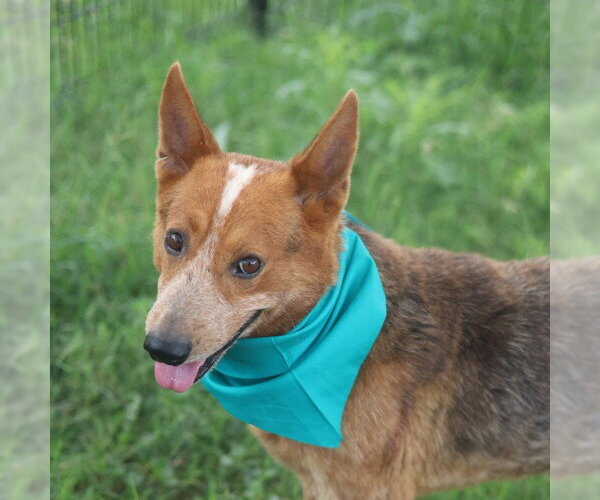 Medium Photo #1 Mutt Puppy For Sale in San Antonio, TX, USA