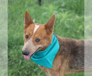 Mutt Dogs for adoption in San Antonio, TX, USA