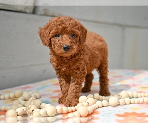 Poodle (Miniature) Puppy for sale in MILLERSBURG, OH, USA