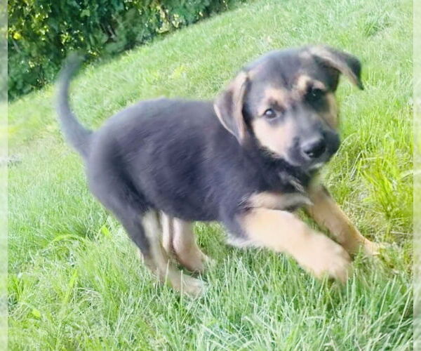 Medium Photo #4 Shollie Puppy For Sale in Princeton, MN, USA