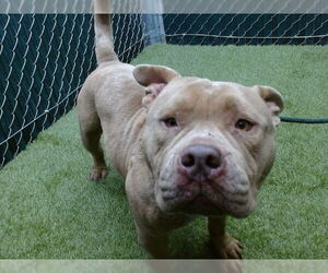 Mutt Dogs for adoption in Downey, CA, USA