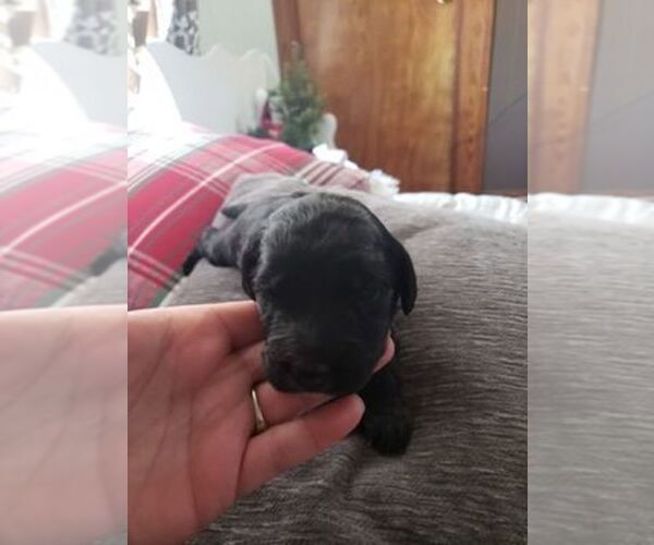 Medium Photo #1 F2 Aussiedoodle Puppy For Sale in WOODFORD, WI, USA