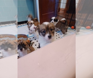Parson Russell Terrier-Pembroke Welsh Corgi Mix Puppy for sale in HENRICO, VA, USA