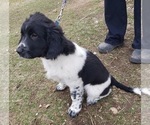 Puppy 7 German Shorthaired Pointer-Great Pyrenees Mix