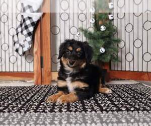 Shih-Poo Puppy for sale in NAPLES, FL, USA