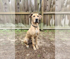 Dolly - Female Great Dane Dog for Adoption - Photo #4
