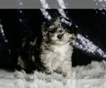 Small #2 Maltipoo
