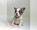 Small #7 French Bulldog