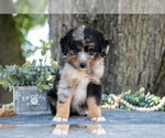 Small Photo #6 Miniature Australian Shepherd Puppy For Sale in CHRISTIANA, PA, USA
