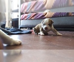 Small Photo #18 American Staffordshire Terrier-Olde English Bulldogge Mix Puppy For Sale in CHARLOTTE, NC, USA