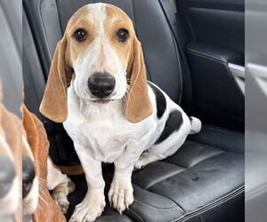 Basset Hound Dogs for adoption in Deepwater, NJ, USA