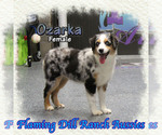 Image preview for Ad Listing. Nickname: Ozarka