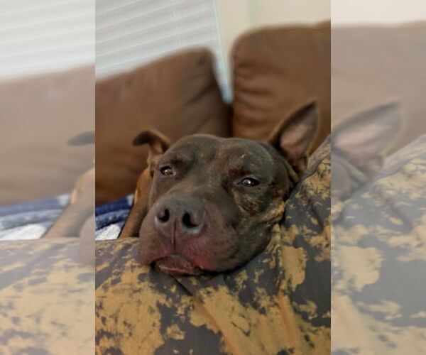 Medium Photo #4 Staffordshire Bull Terrier-Unknown Mix Puppy For Sale in columbia, SC, USA