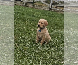 Golden Retriever Puppy for sale in PLAINFIELD, IN, USA