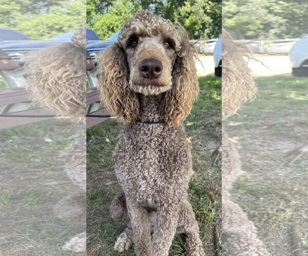 Medium Photo #1 Poodle (Standard) Puppy For Sale in Pacolet, SC, USA