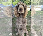 Small Poodle (Standard)