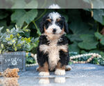 Puppy Lily Bernedoodle (Miniature)