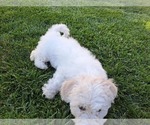 Small Photo #4 Bichon Frise Puppy For Sale in OAKLEY, CA, USA