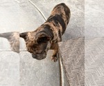 Small #1 French Bulldog