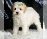 Small Photo #33 Maltipoo Puppy For Sale in WARSAW, IN, USA