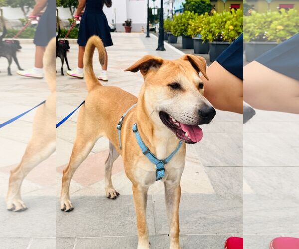 Medium Photo #5 Retriever -Unknown Mix Puppy For Sale in Virginia Beach, VA, USA