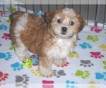 Small Photo #3 ShihPoo Puppy For Sale in ORO VALLEY, AZ, USA