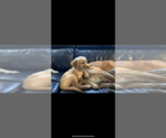 Small Photo #13 Golden Retriever Puppy For Sale in WARWICK, RI, USA