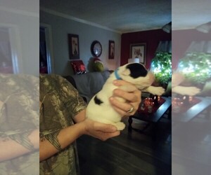 Border-Aussie Puppy for sale in SHREVEPORT, LA, USA