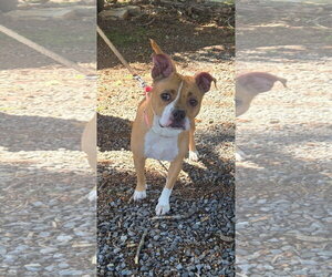 Mutt Dogs for adoption in Rustburg, VA, USA