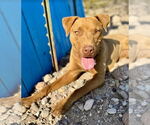 Small #4 Chocolate Labrador retriever Mix