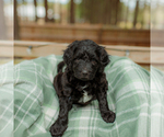 Small Photo #12 Goldendoodle Puppy For Sale in GREENBRIER, AR, USA