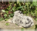 Small Photo #31 Bullhuahua-Chihuahua Mix Puppy For Sale in RAWSONVILLE, MI, USA