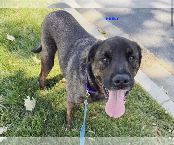 Medium Photo #7 Rottweiler-Unknown Mix Puppy For Sale in Woodland Hills, CA, USA