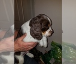 Small Photo #4 English Springer Spaniel Puppy For Sale in MAPLE PLAIN, MN, USA