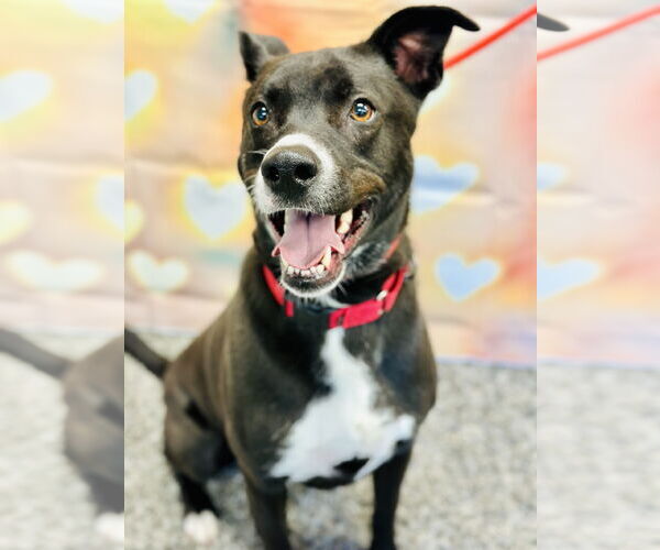 Medium Photo #8 Border Collie-Unknown Mix Puppy For Sale in Manahawkin, NJ, USA