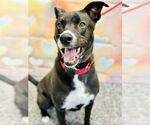 Small #7 Border Collie Mix