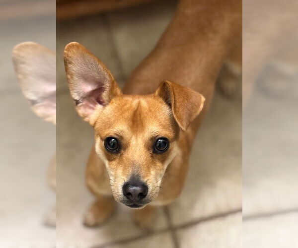 Medium Photo #7 Chihuahua-Unknown Mix Puppy For Sale in Bellevue, WA, USA