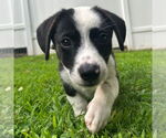 Small #1 Mutt