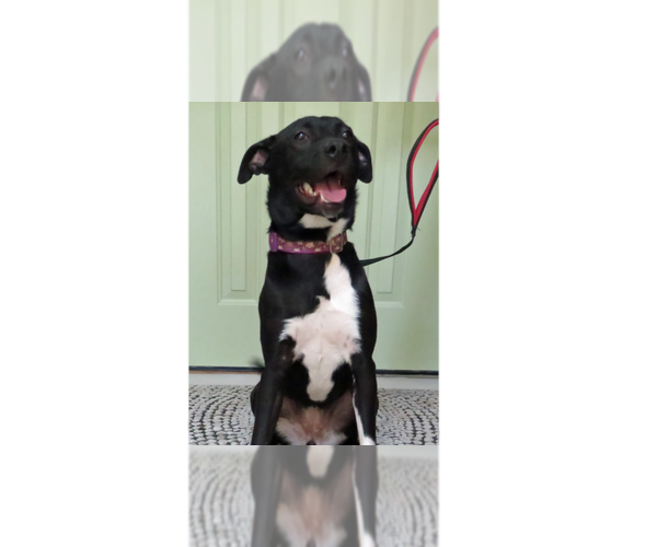 Medium Photo #5 Borador Puppy For Sale in Grovertown, IN, USA