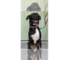 Small #4 Borador