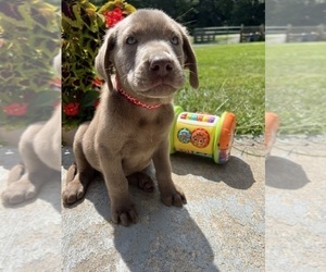 Labrador Retriever Puppy for Sale in NEOLA, West Virginia USA