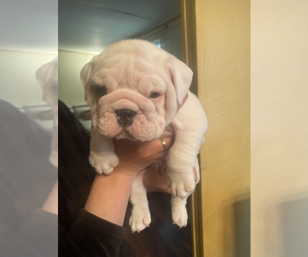 Medium Photo #5 English Bulldog Puppy For Sale in CLEVELAND, NC, USA