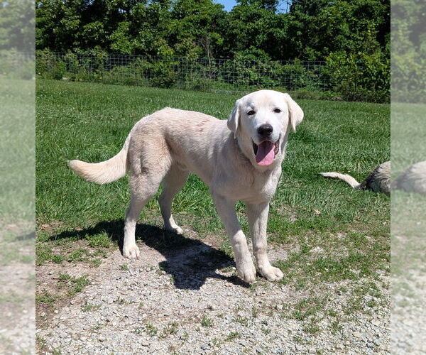 Medium Photo #1 Anatolian Shepherd-Great Pyrenees Mix Puppy For Sale in Vail, AZ, USA
