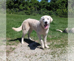 Anatolian Shepherd-Great Pyrenees Mix Dogs for adoption in Vail, AZ, USA