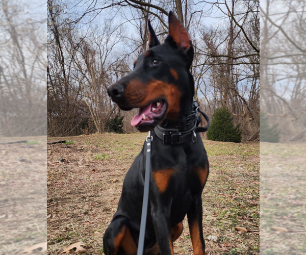 Medium Photo #36 Doberman Pinscher Puppy For Sale in FORT LAUDERDALE, FL, USA