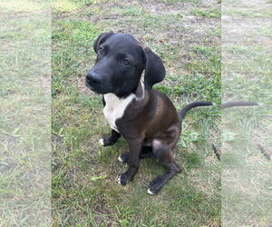 Labrador Retriever-Unknown Mix Dogs for adoption in Oakhurst, NJ, USA