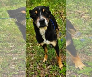 Labrador Retriever Dogs for adoption in The Woodlands, TX, USA